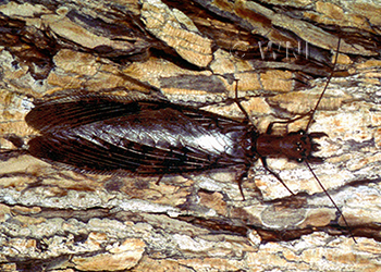 Corydalus armatus, dobsonfly